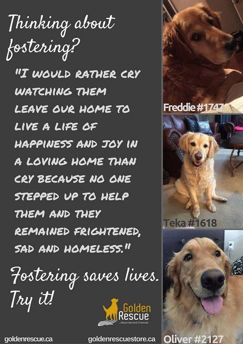 Fostering A Dog Quotes, Fostering Dogs Quotes, Foster Dog Mom Quotes, Dog Foster Quotes, Foster Dog Quotes, Animal Fostering, Kitten Fostering, Fostering Animals, Foster Quotes