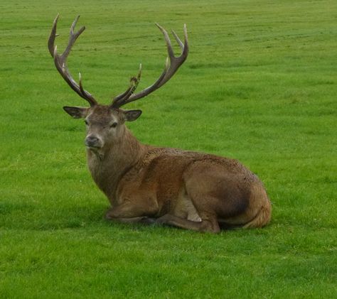 Warning! Approaching certain wild animals including deer, without due care can be dangerous! Young Red Deer Sitting Near Me in Park Deer Sitting Down, Deer Profile, Deer Sitting, Animal Inspiration, Animal References, Be Dangerous, Games Art, Red Deer, Week 5