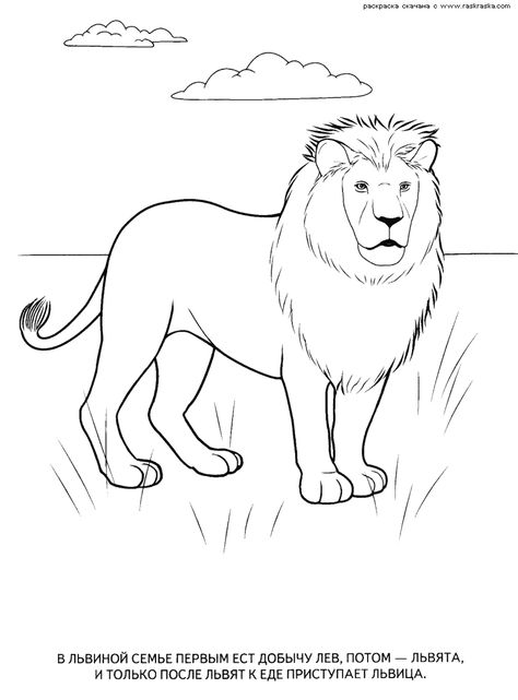 Wild Animals Coloring Pages, Pumas Animal, Lion Coloring, Chibi Coloring Pages, Animal Outline, Animals Coloring Pages, Elephant Coloring Page, Superhero Coloring, Wild Animals Pictures