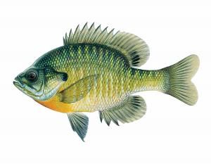 Bluegill Male Ocean Sunfish, Aquaponics Aquarium, 10 Gallon Fish Tank, Aquaponics Greenhouse, Aquaponics Fish, Aquaponics Diy, Drawing Blue, Aquaponic Gardening, Fish Drawing