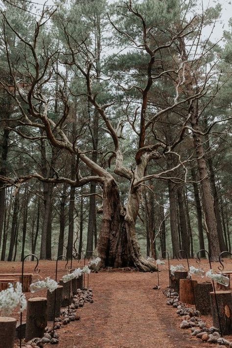 Forest Wedding Theme Outdoors, Forest Wedding Ideas Rustic, Weddings In The Woods Forests, Forest Wedding Venues Dark, Weddings In Nature, Wedding Venues Outdoor Forest, Wedding Woods Forest, Woods Wedding Venue Ideas, Cheap Forest Wedding Ideas