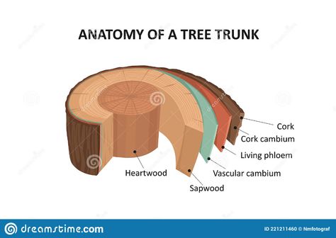 Anatomy of a tree trunk. stock vector. Illustration of pith - 221211460 Tree Anatomy, Layers Illustration, Botanical Journal, Tree Map, Drawing Tree, Tree Study, Agriculture Education, Anatomy Drawing, Tree Drawing