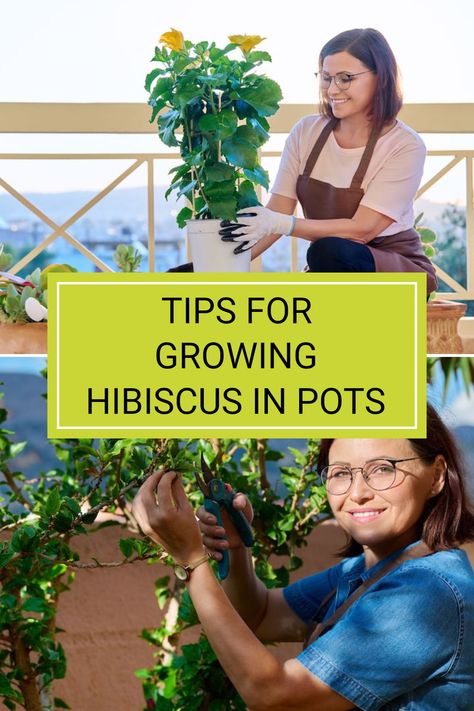 Growing hibiscus in pots is a rewarding project for anyone looking to brighten up their outdoor space. Did you know that these vibrant plants thrive in well-drained soil and after being regularly pruned? To cultivate blooming flowers and ensure healthy growth, proper care is essential. Discover expert planting advice, caring tips, and seasonal guidance in the full article. Whether you're a beginner or a seasoned gardener, let your hibiscus flourish beautifully in your garden or balcony! Growing Hibiscus In Pots, How To Grow Hibiscus, Pruning Hibiscus Plants, Hibiscus Care, Hibiscus In Pots, Hibiscus Plant Care Potted, How To Keep A Hibiscus Over Winter, Perennial Hibiscus Plant, Potted Hibiscus Plant