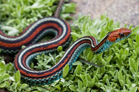 (c) Natalie McNear, some rights reserved (CC BY-NC) San Francisco Garter Snake, Snake Video, Pond Habitat, Saline Water, Garter Snake, Santa Cruz Mountains, Endangered Animals, San Francisco Bay, San Francisco Bay Area