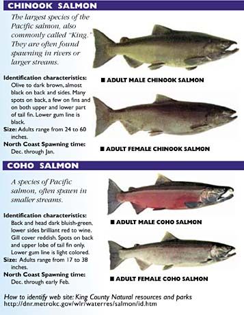 male and female coho and chinook | ADULT MALE & FEMALE CHINOOK SALMON The largest species of the Pacific ... Salmon Reference, Salmon Animal, Lil Tattoos, Salmon Species, Coho Salmon, Chinook Salmon, Male Vs Female, Fishing Basics, Alaskan Salmon