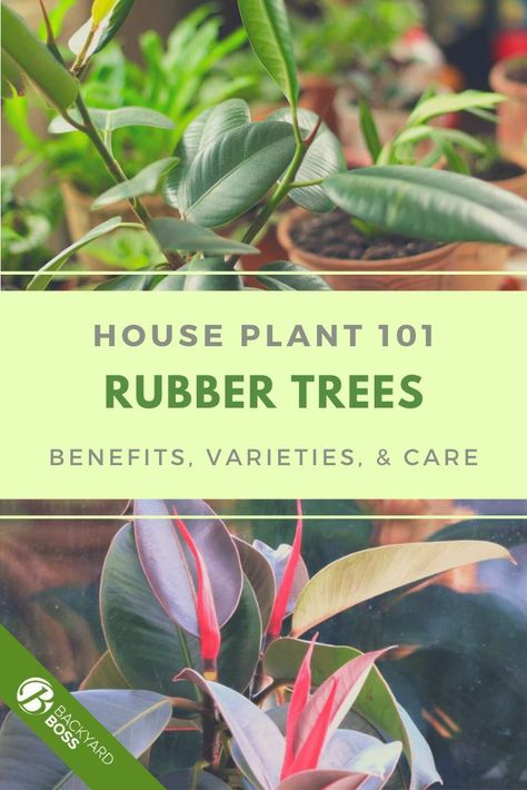 Rubber Tree Varieties, Rubber Plant Varieties, Rubber Plant Care, Rubber Tree Plant, Air Layering, Household Plants, Garden Inspo, Beautiful Leaves, Front Porch Design