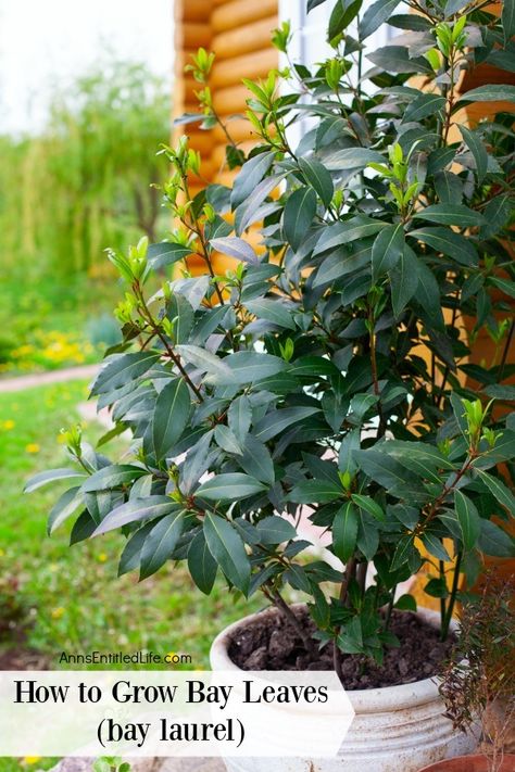 Bay Leaf Plant, Bay Leaf Tree, Bay Laurel Tree, Laurel Hedge, Bay Laurel, Laurel Tree, Goth Garden, Harvesting Herbs, Bay Tree