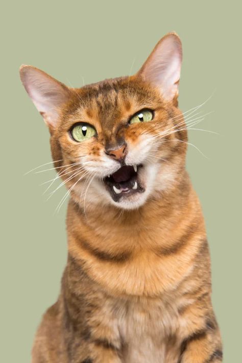 Photographer Captures the Many Humorous Expressions of Cats | PetaPixel Cat Expressions, Clouds Photography, Pet Photographer, Pet Photography, Photography Marketing, Cat Photography, Photo Projects, Animal Faces, Cat Portraits