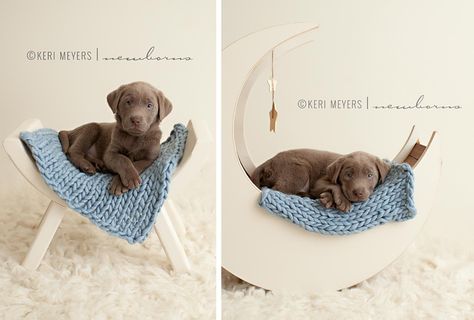 Puppy Picture Ideas, Choc Lab, Pet Photography Props, Breeding Dogs, Newborn Puppy, Puppy Ideas, Puppy Litter, Puppy Pics, Puppy Portraits