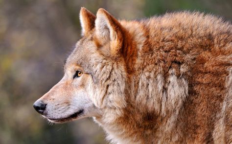 1280x800 Wallpaper wolf, profile, animal, predator, dog Wolf World, Wolf Photography, Wolf Face, Wolf Photos, Wolf Wallpaper, Red Wolf, Wolf Pictures, Beautiful Wolves, Grey Wolf