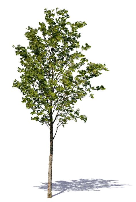 A cut out small decidiuous tree Tree Rendering Architecture, Tree Render, Pine Tree Drawing, Tree Cut Out, Landscape Architecture Graphics, Tree Photoshop, Master Thesis, Landscape Architecture Drawing, Tree Png