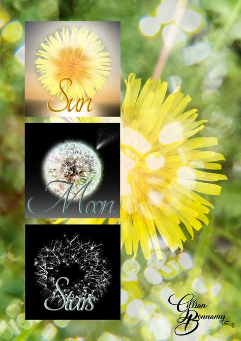 Dandelion Sun Moon Stars, Dandelion Sun Moon Stars Tattoo, Dandelion Images, Dandelion Quotes, Dandelion Tattoo Design, Hippy Art, Dandelion Art, Dandelion Tattoo, Wild Flower Meadow