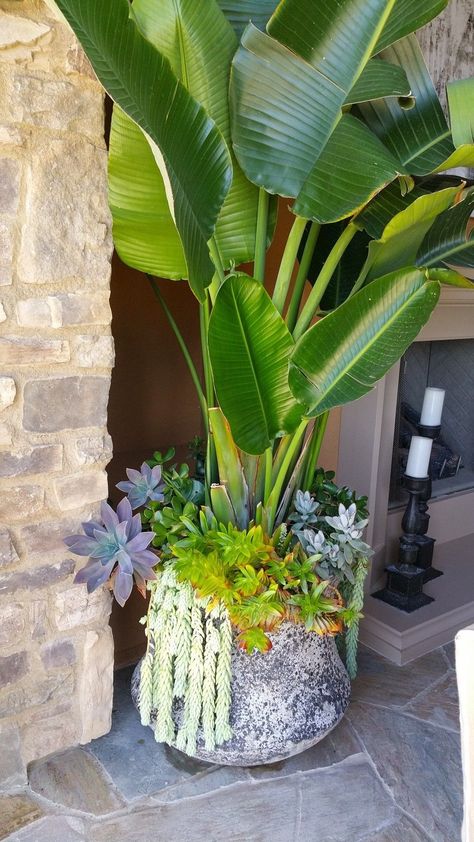 Coastal Container Garden, Tropical Planter Ideas, Tropical Container Garden, Tropical Planters, Tropical Potted Plants, Pot Decoration Ideas, Backyard Planters, Ideas For Garden, Porch Plants