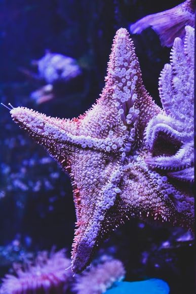 purple starfish in close up photography photo – Free Image on Unsplash Starfish Pictures, Rule Of Thirds Photography, Purple Starfish, Sea Texture, Glass Photography, Coral Art, Aquarium Water, Texture Photography, Rule Of Thirds