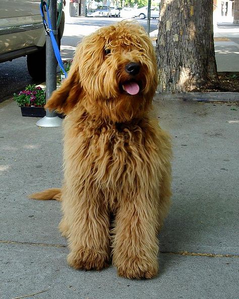 goldendoodle, shaggy, long hair Long Hair Labradoodle, Golden Doodle Long Hair, Long Hair Goldendoodle, Long Haired Golden Doodle, Goldendoodle Haircuts, Doodle Dogs, Golden Doodles, Sweet Dog, Old A