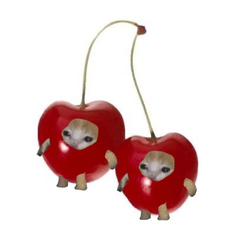 I made twins Cat Fruit Pfp, Twin Icons, Cats With Strawberries, Cute Cat With Strawberry, Cat Strawberry Aesthetic, Twin Cats, Cat Meme Friends, Fruit Cat, Cat In Fruit Costume Meme