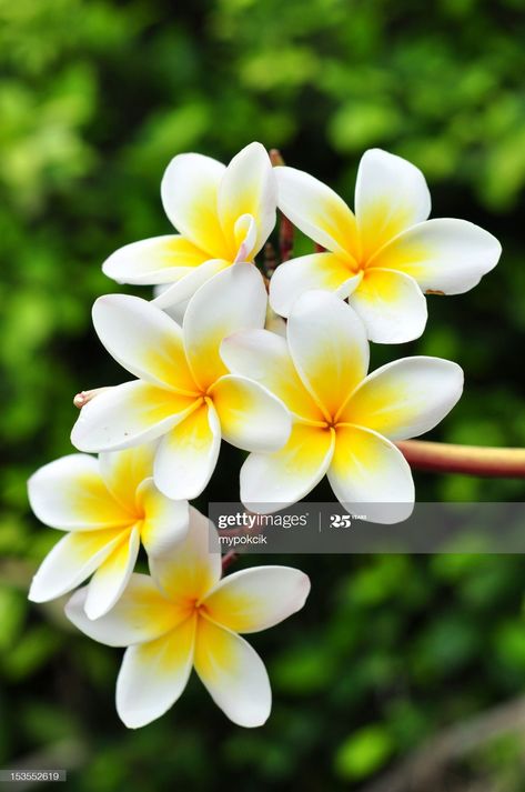 Stock Photo : White plumeria Fiori Frangipani, White Plumeria, Flower Wallpapers, Plumeria Flowers, Beautiful Flowers Wallpapers, Hawaiian Flowers, Exotic Flowers, Tropical Garden, Flowers Nature