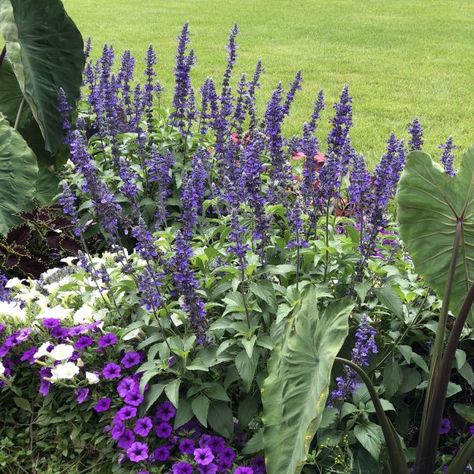 Mealycup Sage, Salvia Garden, Quick Fire Hydrangea, Little Lime Hydrangea, Blue Salvia, Austin Garden, Hardy Hydrangea, Meadow Sage, Dried Arrangements