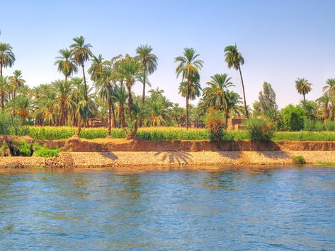 Oasis beside Nile river. Images from Nile: Oasis plenty of palm trees , #SPONSORED, #river, #Nile, #Oasis, #Images, #trees #ad Nile River Landscape, Nile River Africa, Nile River Painting, Egypt River, The Nile River Ancient Egypt, River Pictures, Desert Oasis, Nile River, Beautiful Backgrounds