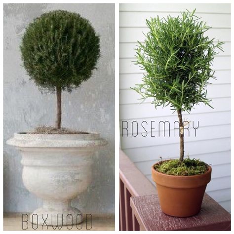 DIY Living  Rosemary and Boxwood Topiary tutorial on a budget | One Horse Lane Live Topiary, Outdoor Topiary, Topiary Diy, Boxwood Plant, Garden Frogs, Topiary Plants, Garden Basket, Large Flower Pots, Little Creatures