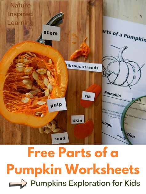 Pumpkin Parts Labeling, Pumpkin Labels Free Printable, Pumpkin Science First Grade, Pumpkin Unit Study 2nd Grade, Anatomy Of A Pumpkin, Pumpkin Homeschool Activities, Pumpkin Nature Study, Pumpkin Worksheets Free Printable, Pumpkin Science Kindergarten