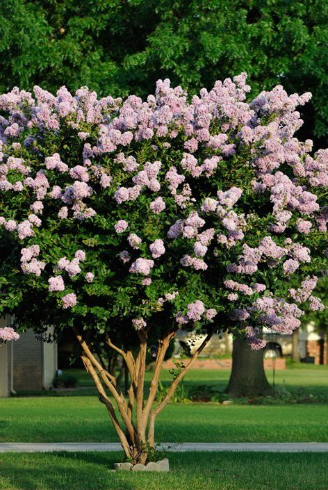 Crepe Myrtle Bush, Spring Blooming Trees, Crepe Myrtle Trees, Myrtle Tree, Crepe Myrtle, Street Trees, Dog Garden, Crape Myrtle, Front Landscaping