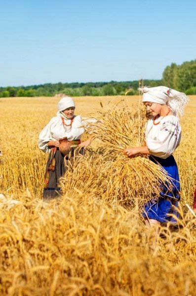 Ukraine, harvest wheat. Photo: Anna Senik Wheat Photos, Harvest Pictures, Forest Games, Land Scapes, Fields Of Gold, Farm Photo, Wheat Fields, Folk Fashion, Vintage Farm