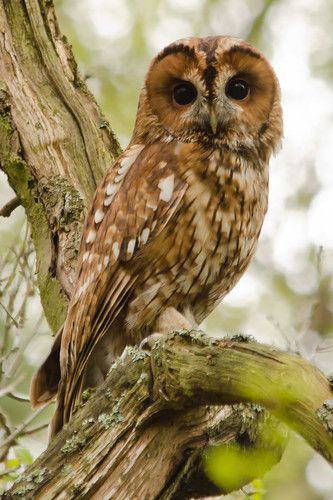 Beautiful Owls, Awesome Owls, Regnul Animal, Owl Photography, Nocturnal Birds, Tawny Owl, Burrowing Owl, Owl Photos, Owl Pictures