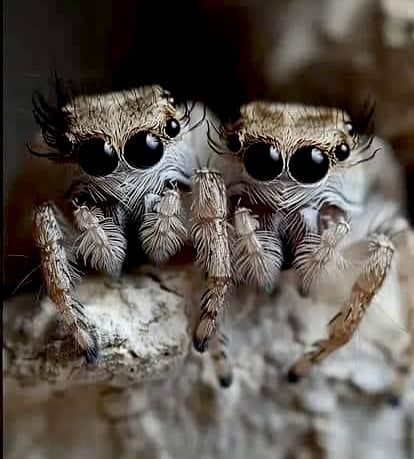 Cool Looking Spiders, White Jumping Spider, Bold Jumping Spider, Black Jumping Spider, Pet Jumping Spider, Jumping Spider Close Up, Jumping Spider, Spirit Animals, Spiders