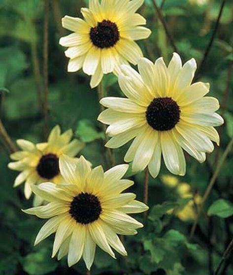 11 Of Our Favorite Sunflower Varieties Types Of Sunflowers, Indoor Flowering Plants, Orange Sunflowers, White Sunflowers, Garden Guide, Annual Flowers, Decorative Planters, Growing Seeds, Burpees