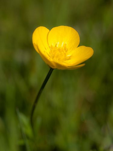 Buttercup | Flickr - Photo Sharing! Innocence Tattoo, Buttercup Flower, Indoor Flowering Plants, Flower Fairies, St Augustine, All Flowers, Mellow Yellow, Flower Images, Flowers Nature