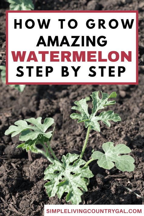 How To Plant Watermelon Plants, Pruning Watermelon Vines, Watermelon Patch Garden, Grow Watermelon Vertically, How To Grow Watermelon Vertically, How To Plant Watermelon Seeds, Watermelon Planting Tips, Watermelon Growing Tips, How To Grow Watermelon From Seed