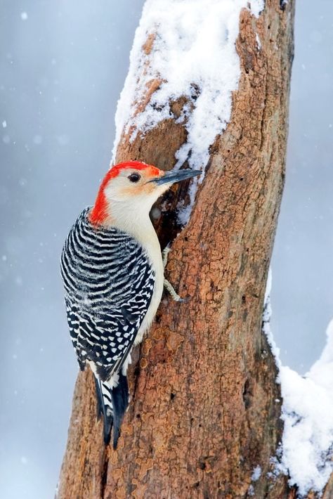 Woodpecker Feeder, Red Headed Woodpecker, Red Patch, Red Crown, Woodpeckers, Bird Watcher, White Wings, How To Attract Hummingbirds, Backyard Birds