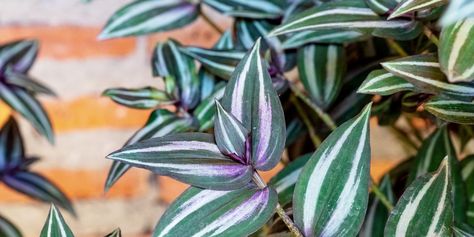 The Wandering Dude Plant Makes a Pretty Addition to Your Home Celeriac Recipes, Wandering Jew Plant, Succulent Garden Indoor, Garden Indoor, Trailing Plants, Tall Plants, Succulent Garden, Propagating Plants, Potting Soil