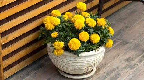 Marigolds In Pots, Transplanting Plants, Growing Marigolds, Planting Marigolds, Full Sun Plants, Companion Plants, Plants To Grow, Marigold Flower, Sun Plants