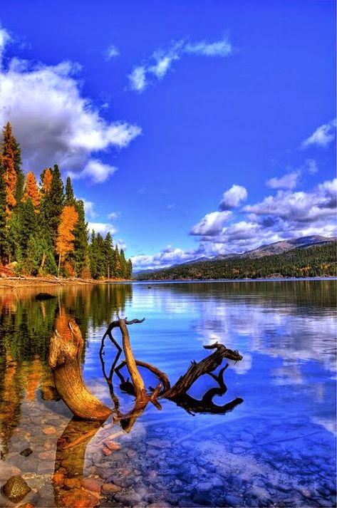 Mccall Idaho, Camping Experience, Pretty Places, Places Around The World, Vacation Spots, Wyoming, A Tree, Beautiful World, Idaho