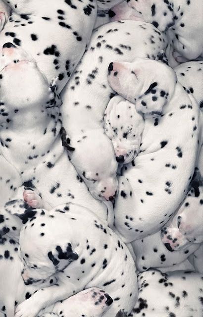 Hard to know where one starts and the other stops. Dalmatian puppies! Sleeping Puppies, Dalmatian Puppy, Airedale Terrier, 101 Dalmatians, Sleeping Dogs, Quarter Horse, Sweet Animals, 귀여운 동물, Dalmatian