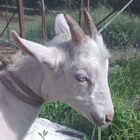 Goat Head Reference, Goat Head Side View, White Goat Aesthetic, Goat Side Profile, Goat Profile, Goat Reference, Goat Pfp, Goat Dragon, Goat Person