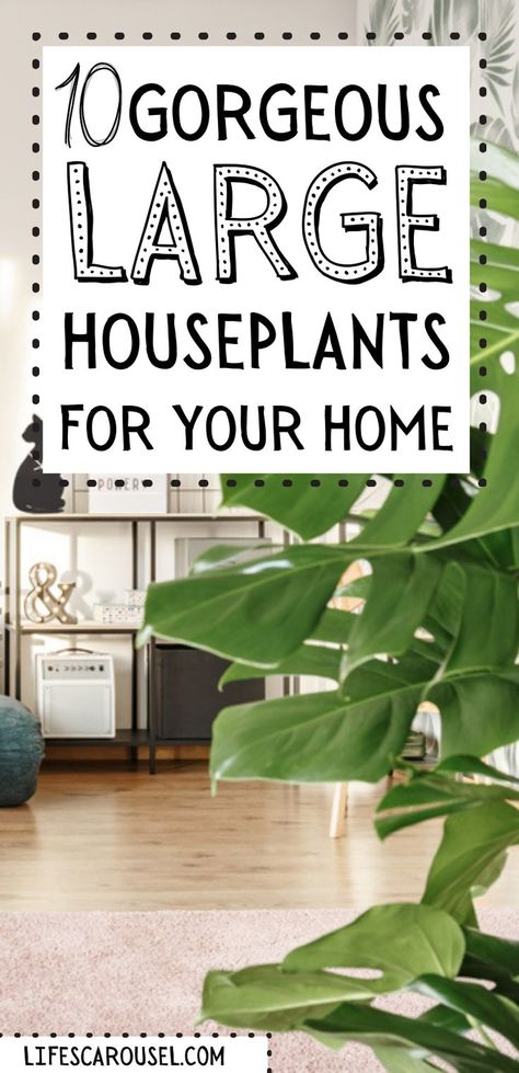 Cool House Plants Living Room, House Plants For Living Room, Sunroom Plant Ideas, Big Potted Plants Indoor, Dining Room Plants Decor Modern, Big Plant Pots Indoor, Tall Indoor Plants Bedroom, Plants For Interior Design, Floor House Plants