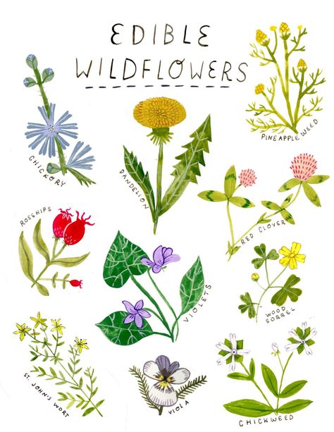 Wood Sorrel, Herbal Magic, Wild Edibles, Food Garnishes, 캐릭터 드로잉, Edible Plants, Healing Herbs, Plant Mom, Edible Flowers