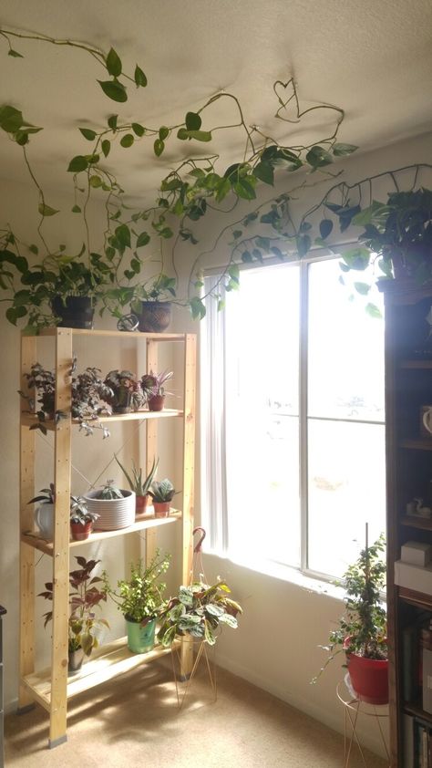 Pothos plant vines hung with Crazytackz. Pothos Hanging From Ceiling, Pathos Wall Climbing Ideas, Pothos Plant Wall, Pothos On Wall, Plant Vines On Wall, Plants Above Kitchen Cabinets, Vining House Plants, Pothos Climbing Ideas, Climbing Pothos