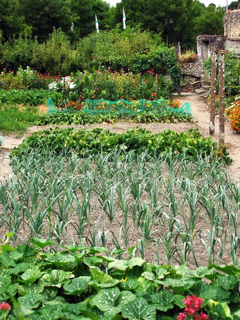 A very large vegetable garden with flowers, patches of onions, cucumbers and berry bushes. Decorating Garden, Garden Interior, Vegetable Garden Planning, Potager Garden, Areas Verdes, Garden Veggies, Garden Harvest, Veg Garden, Vegetable Garden Design