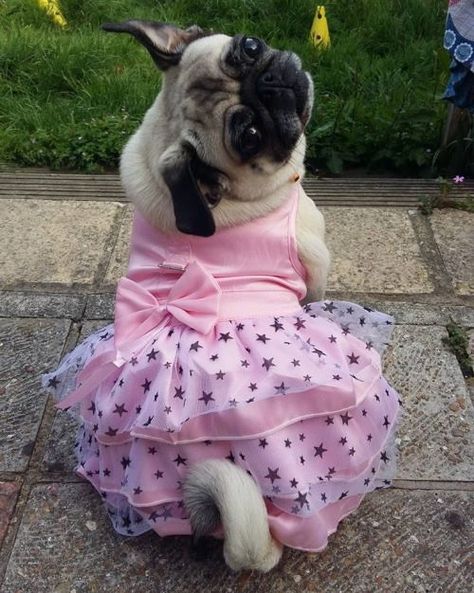 Pretty in pink Pugs In Costume, Cute Pug Puppies, Baby Pugs, Pugs And Kisses, Pug Pictures, A Pug, Pug Puppies, Silly Dogs, Cute Pugs