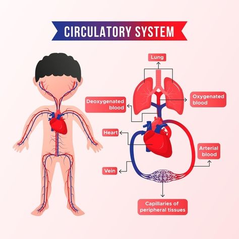 Holistic Pharmacy, Poster Pelajaran, Circulatory System Projects, Circulatory System For Kids, System Infographic, Human Circulatory System, Increase Height Exercise, Exercise Science, Vector Gradient