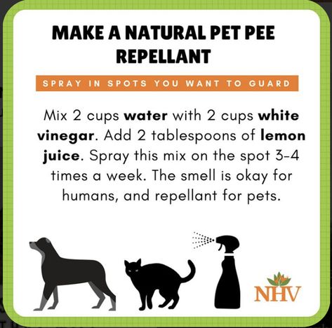 Dog Pee Repellent, Dog Deterrent, Cat Pee Smell, Pee Smell, Dog Remedies, Cat Repellant, Urine Smells, Dog Urine, Cat Pee