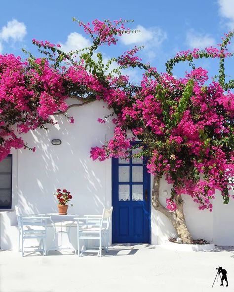 Bright pink bougainvillea spotted on the sun soaked streets of Santorini, Greece. Photo from @xalarisnikolaos #WorldWatch #Santorini… Greek Bedroom, Greece House, Island Decor, Pink Trees, Island Home, Bougainvillea, Santorini Greece, Paros, Flowering Trees