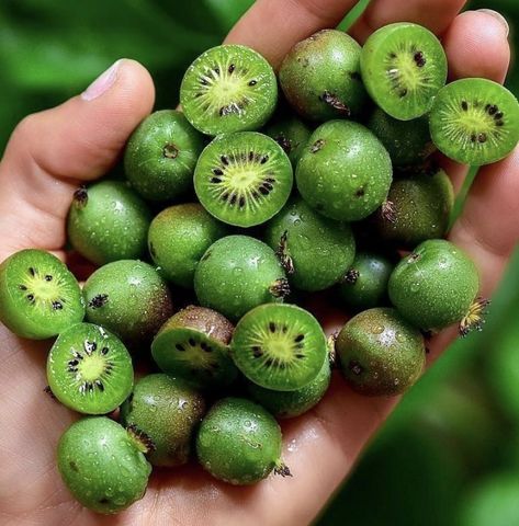 Dessert Kiwi, Kiwi Dessert, Kiwi Berry, Baby Kiwi, Kiwi Recipes, Kiwi Berries, Yard Plants, Growing Fruit Trees, Broccoli Seeds