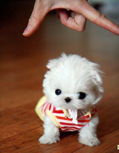 not healthy for the dog to be this little and i know puppy mills but he is so cute. love him. Mini Puppies, Teacup Maltese, Cute Puppy Pictures, Tiny Puppies, Cutest Animals, Puppy Photos, Maltese Puppy, Teacup Puppies