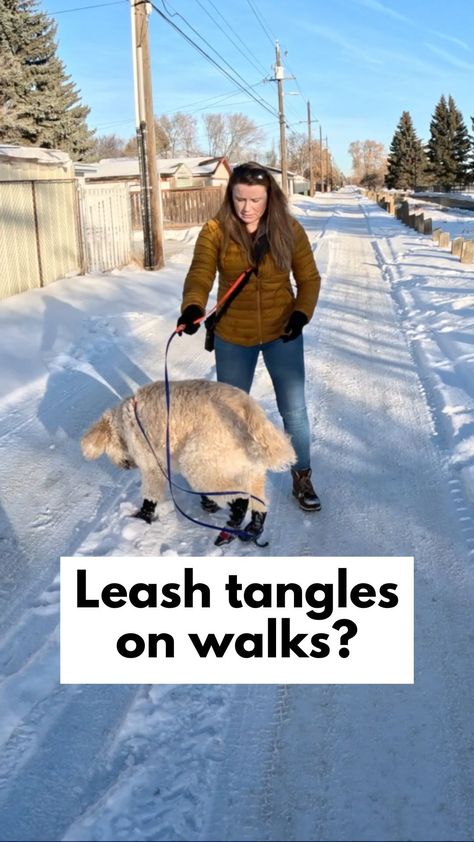 Save this tutorial for later!🙌 🤬Tired of having to untangle the leash from under your dog’s legs on walks? Train your dog to fix their OWN leash! 😊 🙋‍♀️Comment “FIX LEASH” and I will DM you a link to a more in-depth tutorial for this skill on my Youtube channel. If you enjoyed this reel please like, comment and share ☺️🙏 #trainwithoutpain #dogtraining #forcefreetraining #dogtips #dogtrainingadvice #positivedogtraining #thefutureisforcefree #forcefree #dogobedience #obedience #obedience Therapy Dog Training, Chaotic Energy, Positive Dog Training, Therapy Dog, Dog Training Advice, Dog Walks, Train Your Dog, Dog Lead, Therapy Dogs