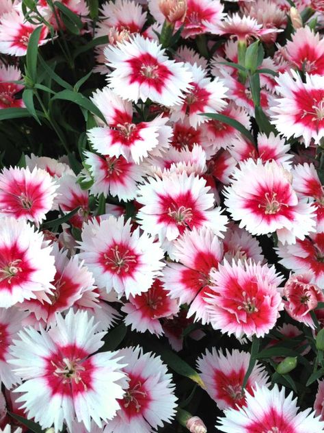 China pink, or Dianthus chinensis is a superb annual that blooms over an extended period of time. Sowing, planting, blooming and care from spring to winter. Pink Dianthus, Wilted Flowers, Pink China, Pink Plant, Pink Carnations, Nature Garden, Nature Plants, Garden Boxes, Good Morning Flowers